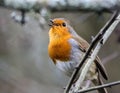 Selective focus shot of a beautiful orange robin perched on a branch