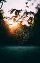 Selective focus shot of a beautiful orange sunset over a cobweb in a tree leaves Royalty Free Stock Photo