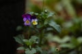 Selective focus shot of a beautiful pansy growing in the garden