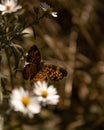 Selective focus shot of a beautiful Pearl crescent butterfly on chamomile flower in the garden