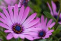 Selective focus shot of beautiful pink African daisies on blurred background Royalty Free Stock Photo