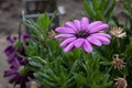 Selective focus shot of a beautiful pink African daisy with a blurred background Royalty Free Stock Photo