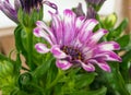 Selective focus shot of a beautiful pink African daisy flower with a blurred background Royalty Free Stock Photo
