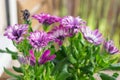 Selective focus shot of beautiful pink African daisy flowers with a blurred background Royalty Free Stock Photo