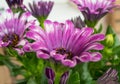 Selective focus shot of beautiful pink African daisy flowers with a blurred background Royalty Free Stock Photo