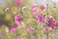 Selective focus shot of beautiful pink Garden Cosmos flowers on a blurred background Royalty Free Stock Photo