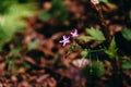 Selective focus shot of beautiful pink gentians on blurred background Royalty Free Stock Photo