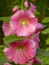 Selective focus shot of the beautiful pink Hollyhock flowers blooming in the garden Royalty Free Stock Photo