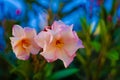 Selective focus shot of beautiful pink oleander flowers Royalty Free Stock Photo