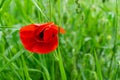 Selective focus shot of a beautiful poppy growing in the field with blurred background Royalty Free Stock Photo