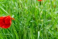 Selective focus shot of a beautiful poppy growing in the field with blurred background Royalty Free Stock Photo