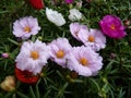 Selective focus shot of beautiful portulaca flowers