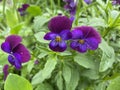 Selective focus shot of beautiful purple pansy flowers covered with morning dew Royalty Free Stock Photo
