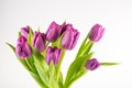 Selective focus shot beautiful purple tulip flowers isolated on a white background Royalty Free Stock Photo