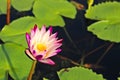 Selective focus shot of a beautiful purple water lily on a pond Royalty Free Stock Photo