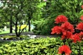 Selective focus shot of beautiful red azalea flowers in Halifax public garden on a sunny summer day Royalty Free Stock Photo