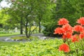 Selective focus shot of beautiful red azalea flowers in Halifax public garden on a sunny summer day Royalty Free Stock Photo