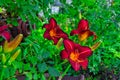 Selective focus shot of beautiful red flowers daylily in the garden Royalty Free Stock Photo