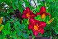 Selective focus shot of beautiful red flowers daylily in the garden Royalty Free Stock Photo