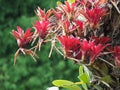 Selective focus shot of the beautiful red honeysuckle flowers in the tropical forest Royalty Free Stock Photo