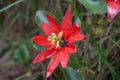 Selective focus shot of a beautiful red passiflora manicata in the garden Royalty Free Stock Photo