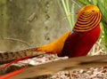 Selective focus shot of a beautiful red and yellow bird Royalty Free Stock Photo