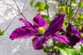 Selective focus shot of a beautiful velvet clematis flower surrounded by the blurred stems