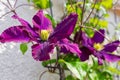 Selective focus shot of beautiful velvet clematis flowers surrounded by the blurred stems