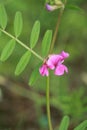 Selective focus shot of beautiful Vicia sepium in the garden