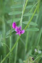 Selective focus shot of beautiful Vicia sepium in the garden