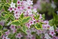 Selective focus shot of beautiful Weigela 'Nana Variegata' in bloom in the garden Royalty Free Stock Photo