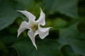 Selective focus shot of a beautiful white datura stramonium flower Royalty Free Stock Photo