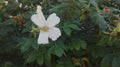 Selective focus shot of the beautiful white flower growing on a rose-hip bush Royalty Free Stock Photo