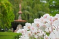 Selective focus shot of beautiful white flowers in Halifax public garden on a summer day Royalty Free Stock Photo