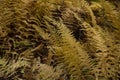 Selective focus shot of beautiful yellow Autumn Ferns in the middle of a field