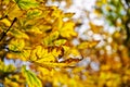 Selective focus shot of the beautiful yellow autumn leaves with blurred background Royalty Free Stock Photo