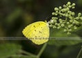 Selective focus shot of a beautiful yellow butterfly sitting on a plant with closed petals Royalty Free Stock Photo