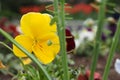 Selective focus shot of a beautiful yellow flower in Halifax public garden on a sunny summer day Royalty Free Stock Photo