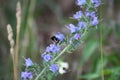 Selective focus shot of a bee feeding from blue lavender Royalty Free Stock Photo