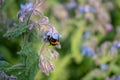 Selective focus shot of a bee flying on a flowering plant called Borage Royalty Free Stock Photo
