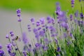 Selective focus shot of a bee in a lavender field Royalty Free Stock Photo