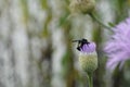 Selective focus shot of a bee pollinating a purple thistle flower Royalty Free Stock Photo