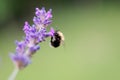 Selective focus shot of a bee on purple lavender flower Royalty Free Stock Photo