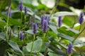 Selective focus shot of bee on purple pickerelweed (Pontederia Cordata) flower with green leaves