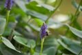 Selective focus shot of bee on purple pickerelweed (Pontederia Cordata) flower with green leaves