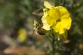 Selective focus shot of bee sipping nectar from a yellow flower in the garden