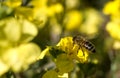 Selective focus shot of bee sipping nectar from a yellow flower in the garden