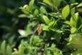 Selective focus shot of a bee sitting on a leaf in a greenery Royalty Free Stock Photo