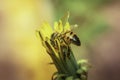 Honey bee on yellow flower on blurred background Royalty Free Stock Photo