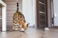 Selective focus shot of a Bengal cat toying with a toy mice with a blurred background